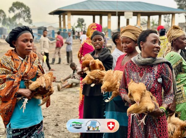 DISTRIBUTION DE GÉNITEURS POULES PONDEUSES.