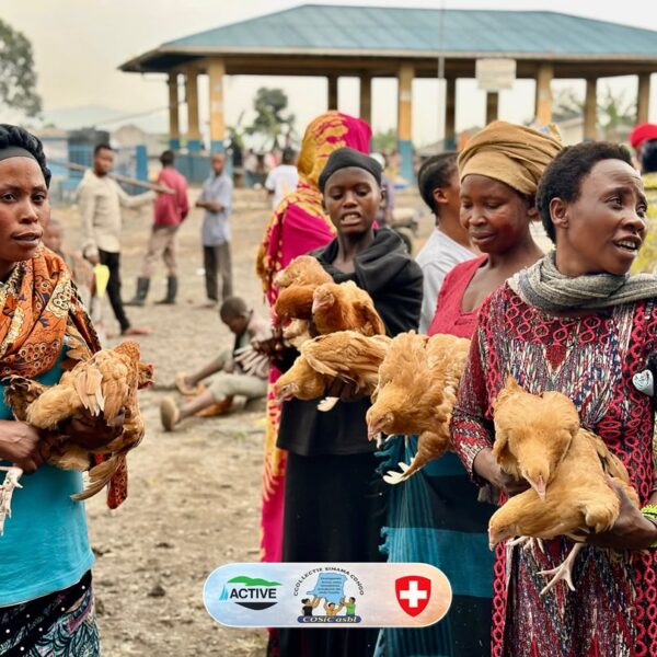 DISTRIBUTION DE GÉNITEURS POULES PONDEUSES.