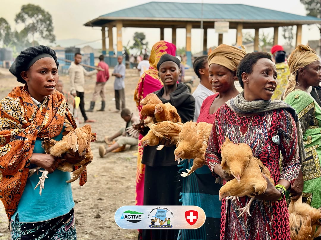 DISTRIBUTION DE GÉNITEURS POULES PONDEUSES.
